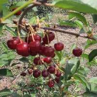 Sour Cherries