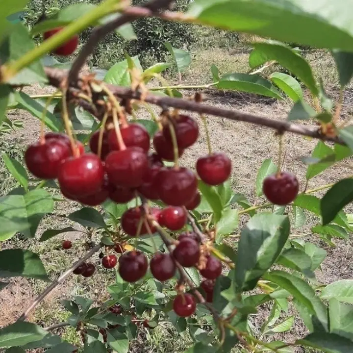 Sour Cherries