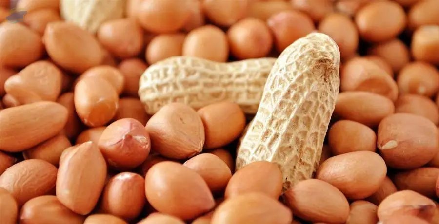 Peanuts /Groundnuts