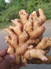 Ginger