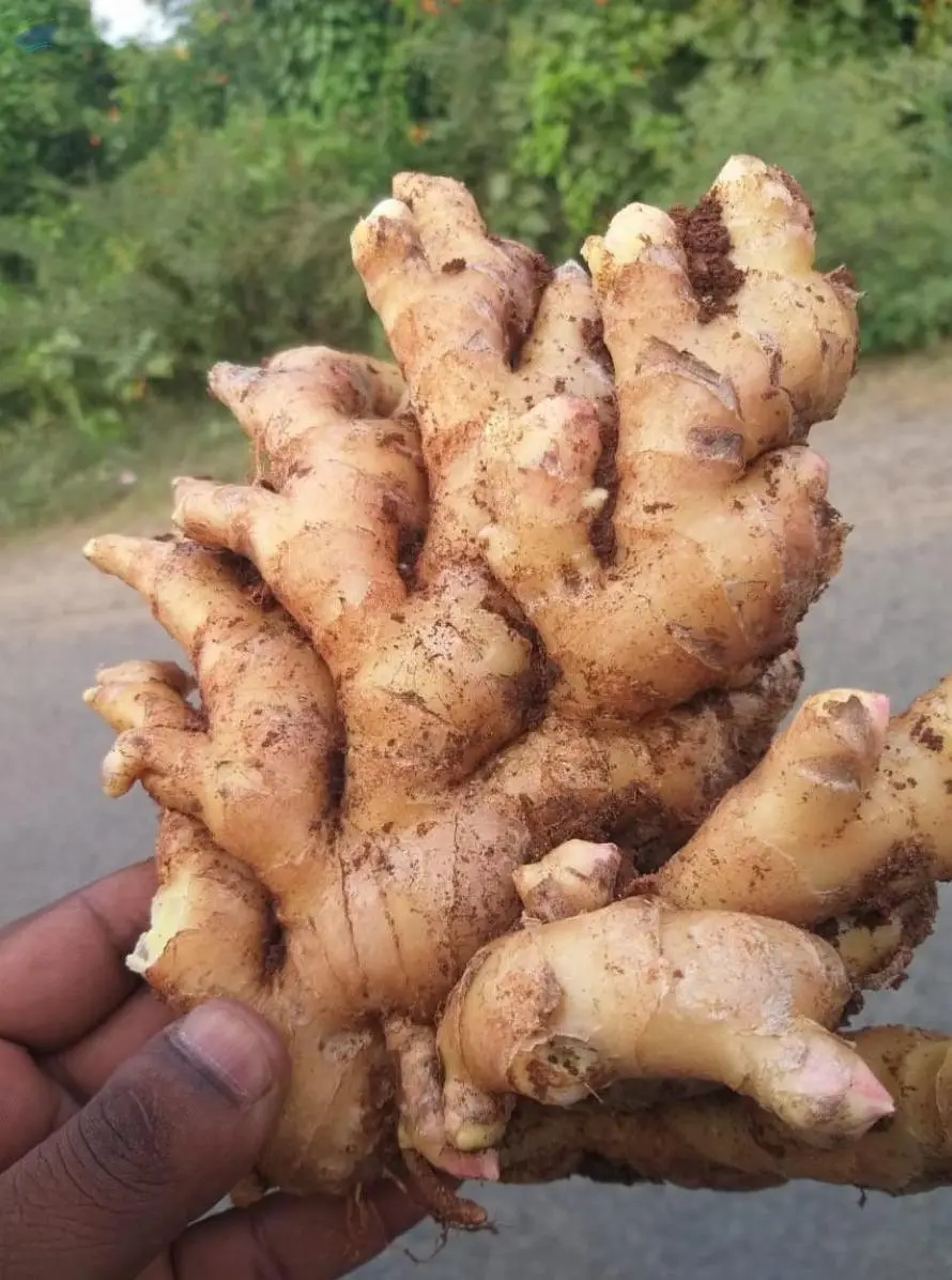 Ginger