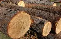 Pine Wood Log