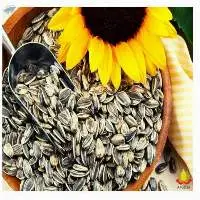 Sunflower Seeds