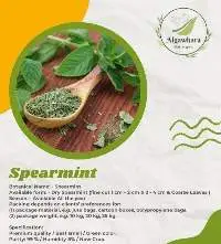 Spearmint