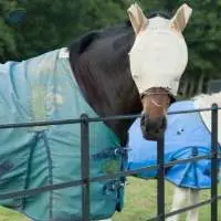 Fly Veil