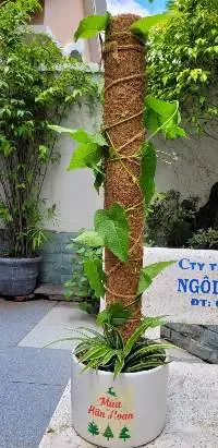 Coir Piles growing vines