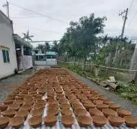 Coco Liners