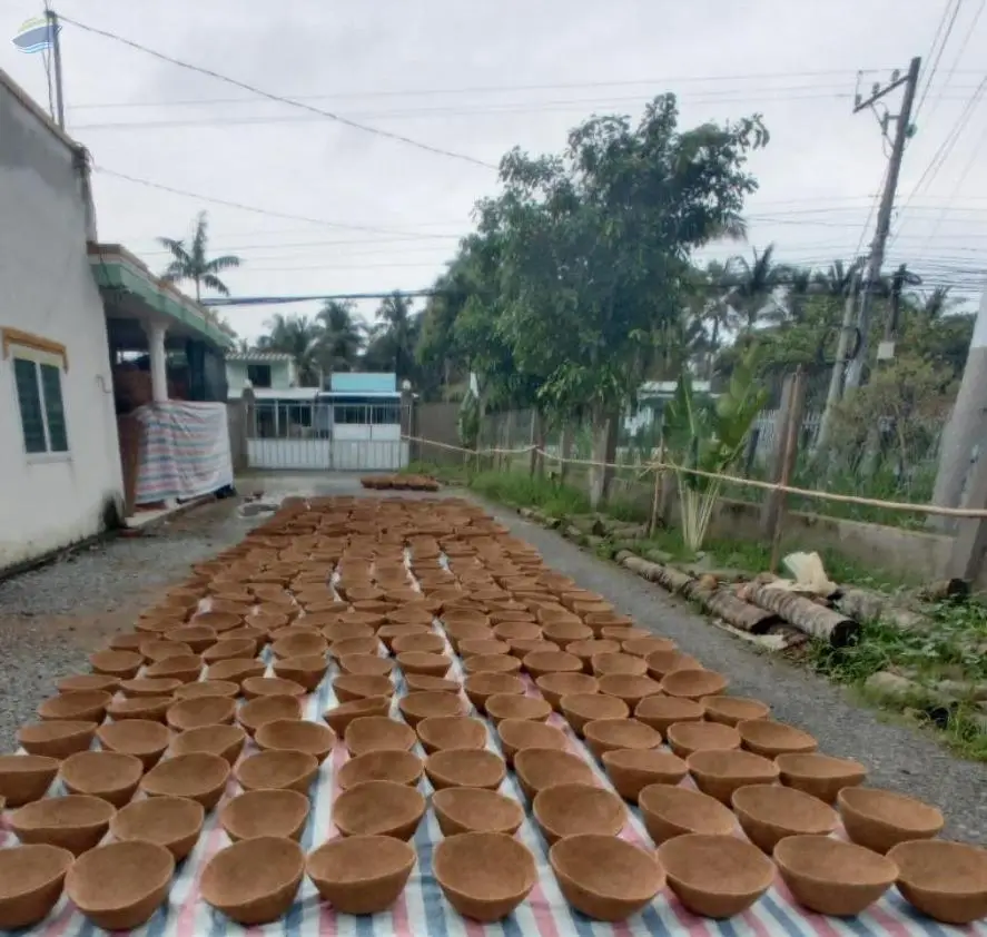 Coco Liners