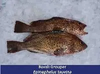 Groupers Fish