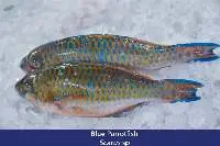 Parrot Fish