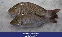 Emperor Fish