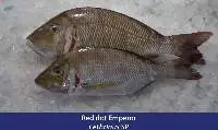Emperor Fish
