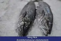 King Fish