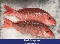 Red Snapper