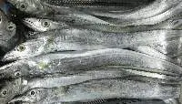Ribbon Fish