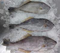 Leatherjacket Fish
