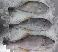 Leatherjacket Fish