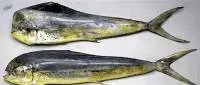Mahi Mahi Fish