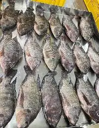 Tilapia Fish