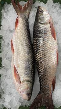 Rohu fish