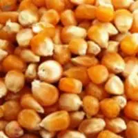 Yellow Maize