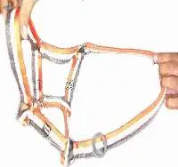 Three Color Pp Halter