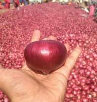 Red Onion