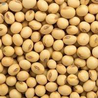 Non-gmo Soybeans