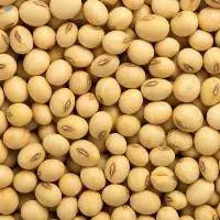 Non-gmo Soybeans