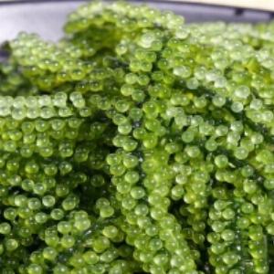 High Quality Sea Grape Lato Vivian Shinesun Industry Supplier From Viet Nam Product Id 1167638