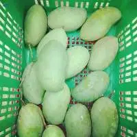 Sour Mango (Ma Muang)