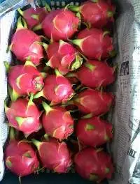 Dragon Fruit (Kaew Mang-Korn)