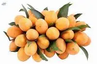 Marian Plum (Maprang)