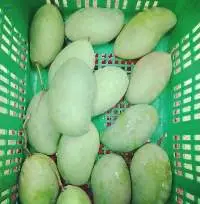Sweet Mango (Mamuang )