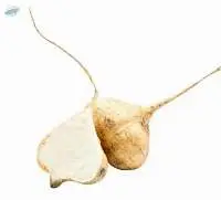 Yam Bean