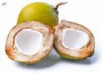 Young Coconut