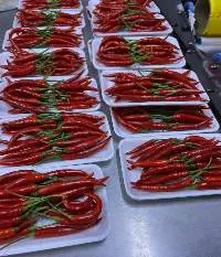 Red Chilli