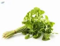 Asiatic Pennywort