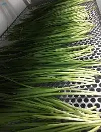 Chinese Chive