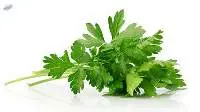 Coriander (Pak-Chi)