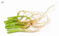 Coriander Root (Rak Phak Chi)