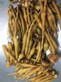 Finger Root (Krachai)