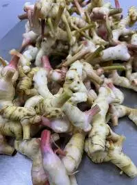 Galangal (Kha)