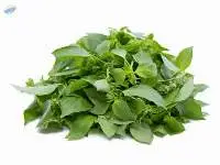 Hairy Basil (Bai Mang Luk)