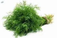 Lao Dill (Phak Chi Lao)
