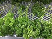 Parsley (Pak Chi Farang)