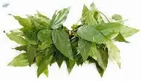 Ya-Nang Leaves (Bai Yanang)