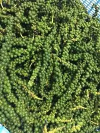 Young Peppercorn (Prik Thai On)