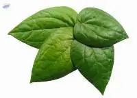 Betel Leaves (Bai Plu)