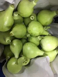 Bottle Gourd (Nam Tao)